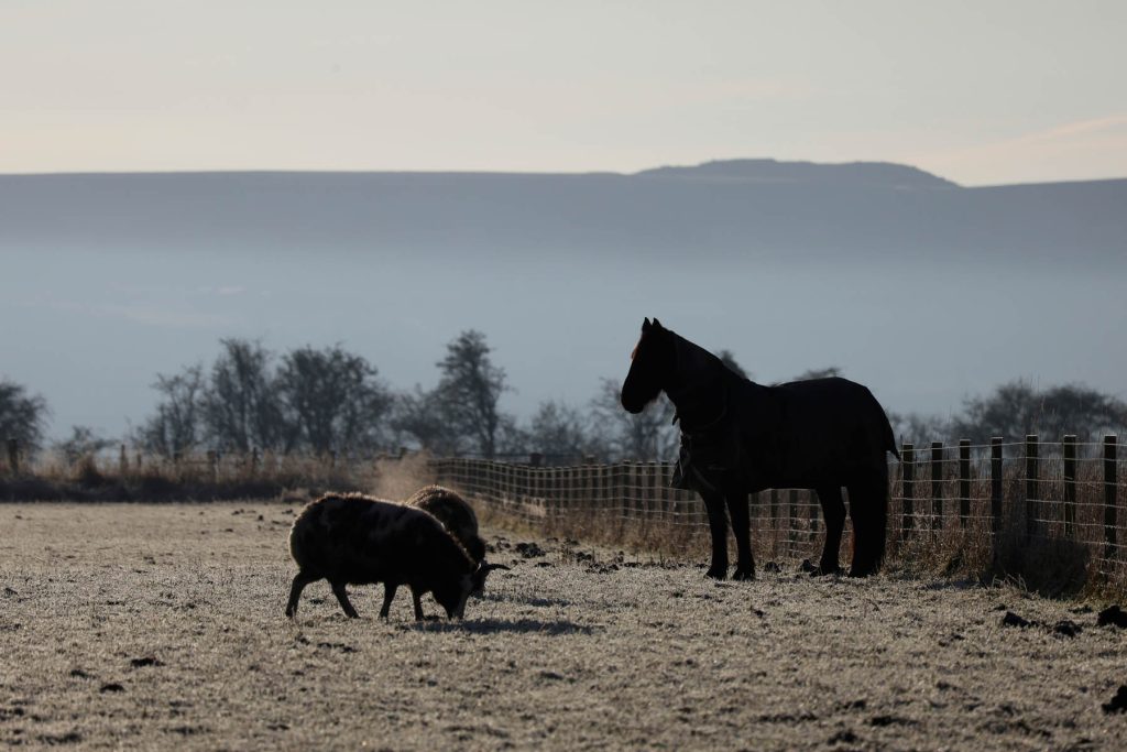 Carse animals